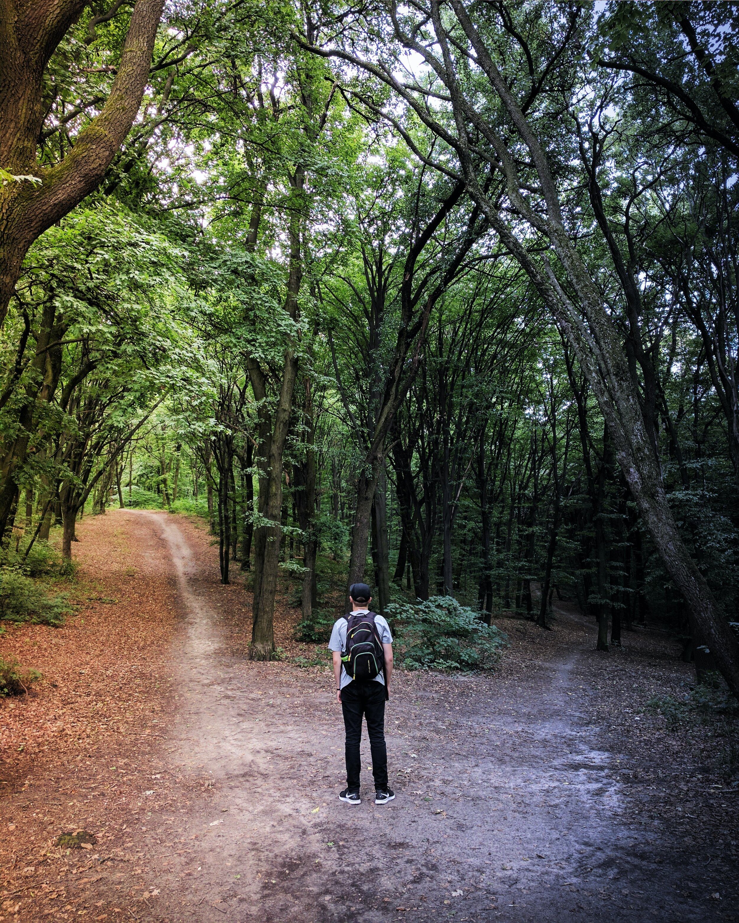 A walker choosing a path through a sunlit forest